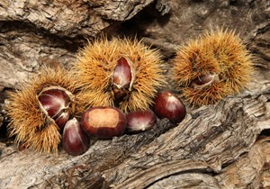 Chestnuts from Aosta Valley region