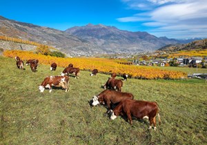 Pascolo e vigneti Aymavilles