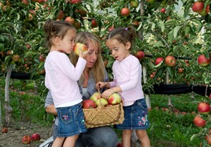 Apples picking in Aosta Valley