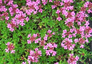 timus serpillum - wild thyme