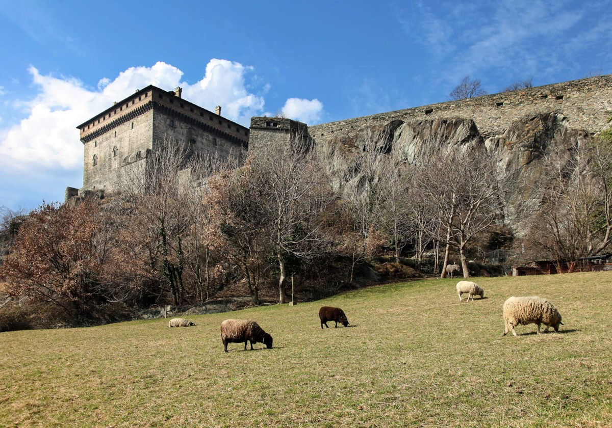 Grazing cows near the castle of Verrès