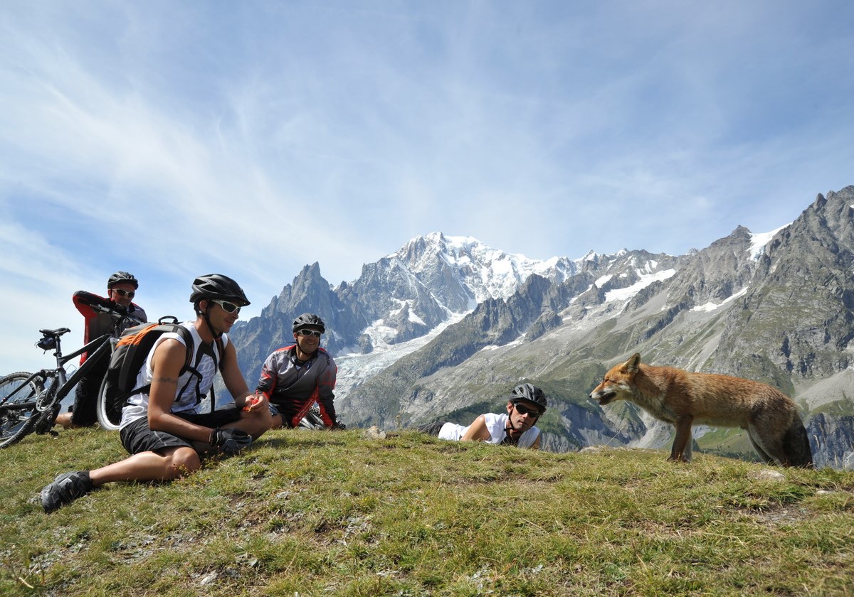 tourists meet a fox