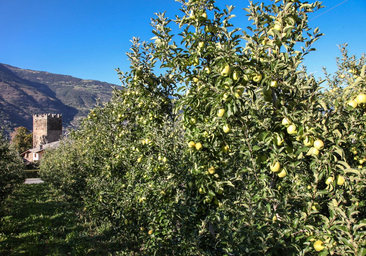 Apples orchard in Gressan 
