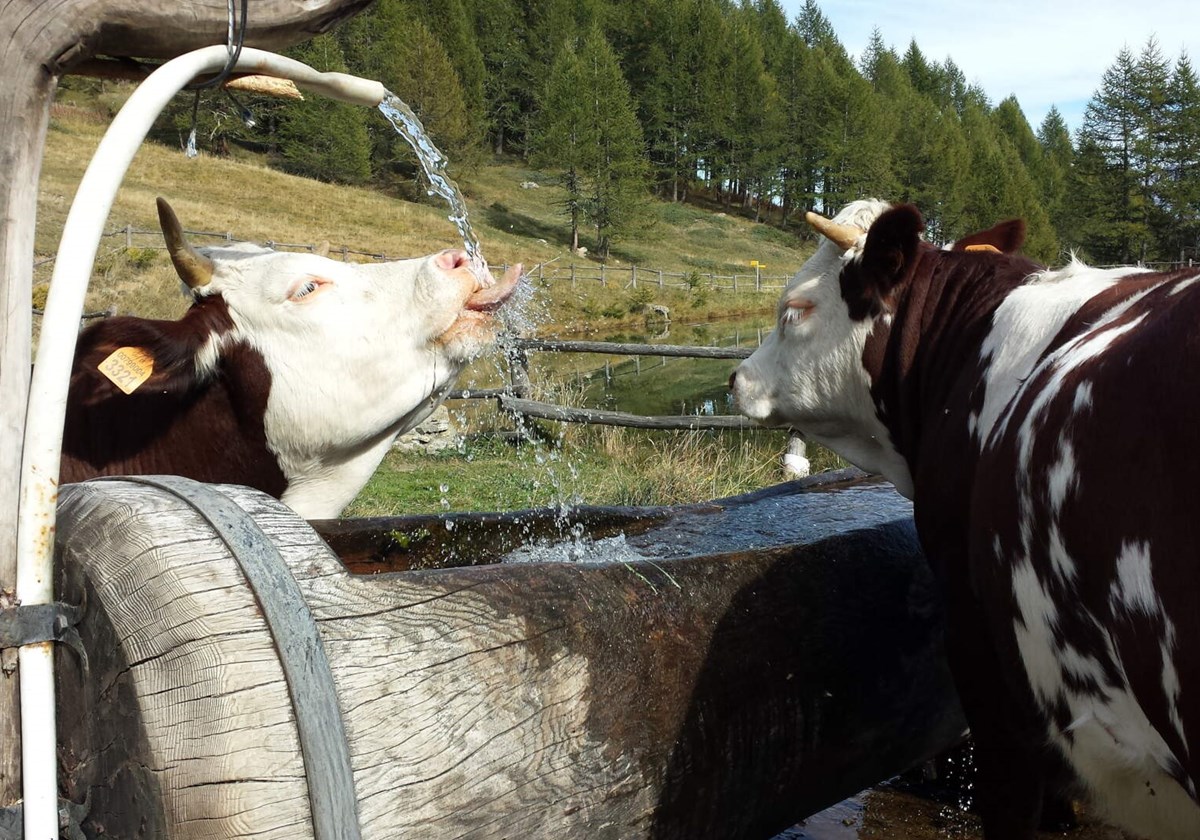 Cows at the fountain in Aosta Valley