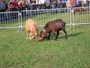 Bataille des Chèvres a Perloz