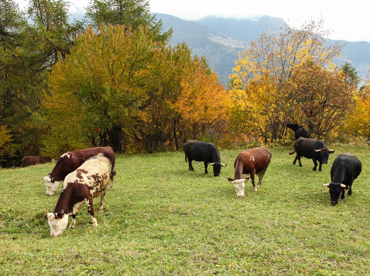 Vaches