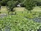Vegetables garden
