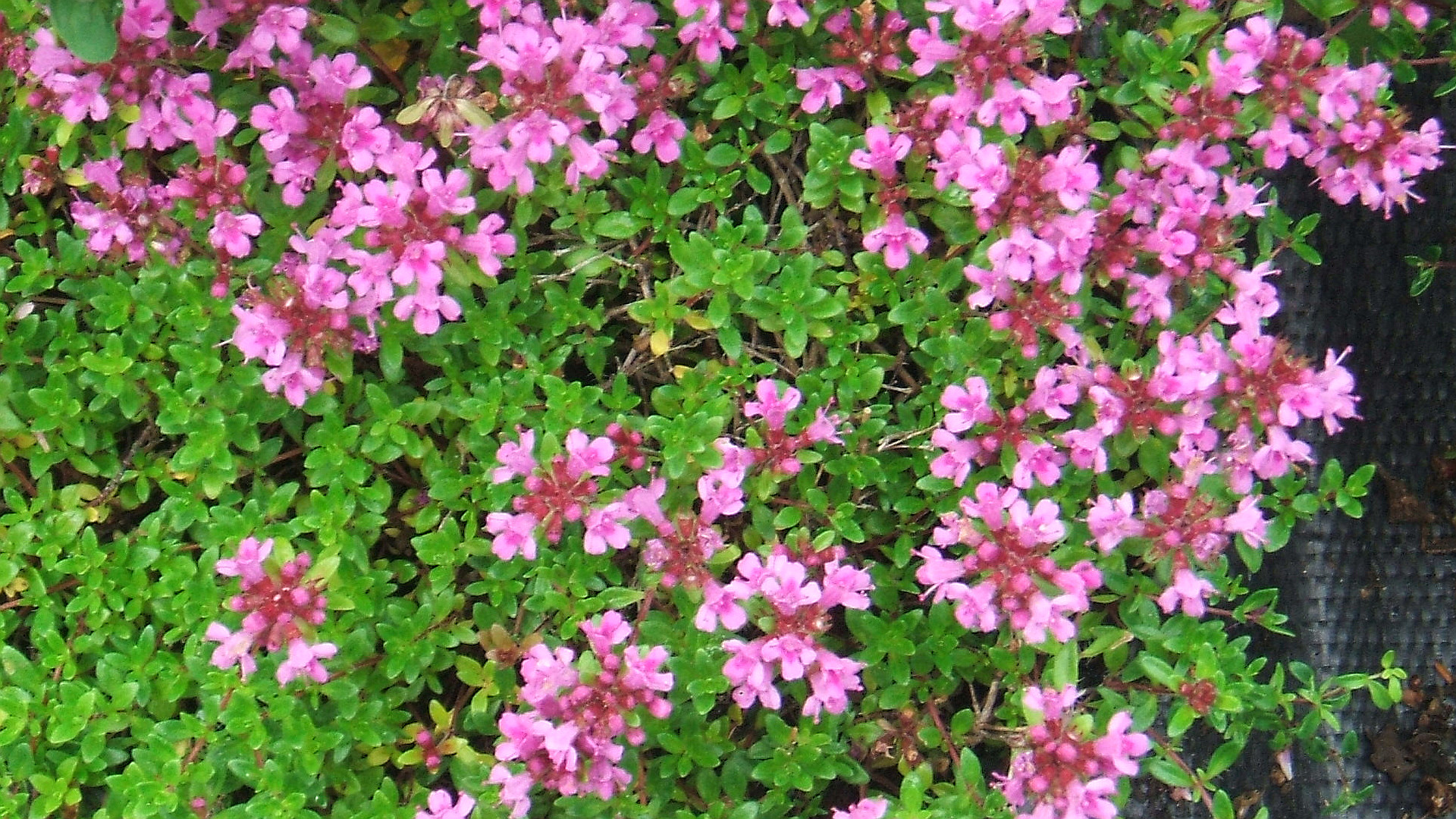 Fiori e foglie di timo associati alla Sagra della Sarieula. — Sagra della Sarieula (timo selvatico)