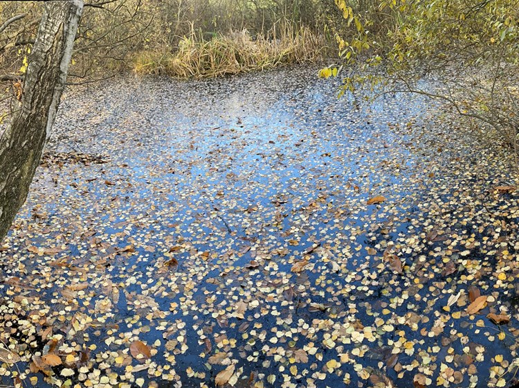 Riserva naturale Stagno di Holey - Pont-Saint-Martin