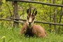 A chamois