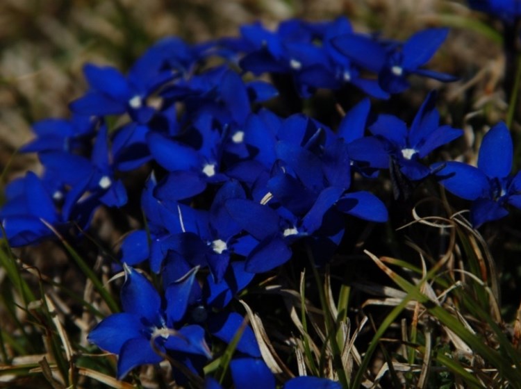 Gentianes