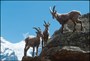 Alpine ibex, the Park's symbol animals