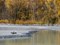 Cormoran sur la rive du lac