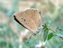 Polyommatus humedasae