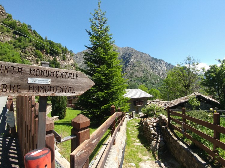 enseigne - frêne monumental - village de Pesse
