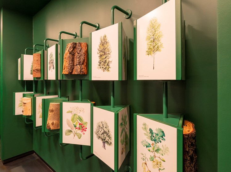 Museo di scienze naturali - castello di Saint-Pier