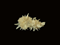 mineral: gypsum flowers