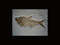 fossil: diplomistus amalis