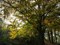 foliage in the Gamba castle park