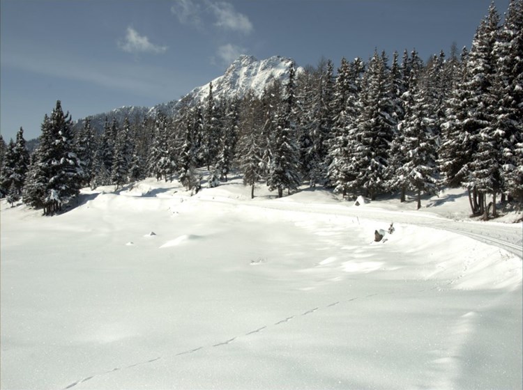 Au milieu des arbres
