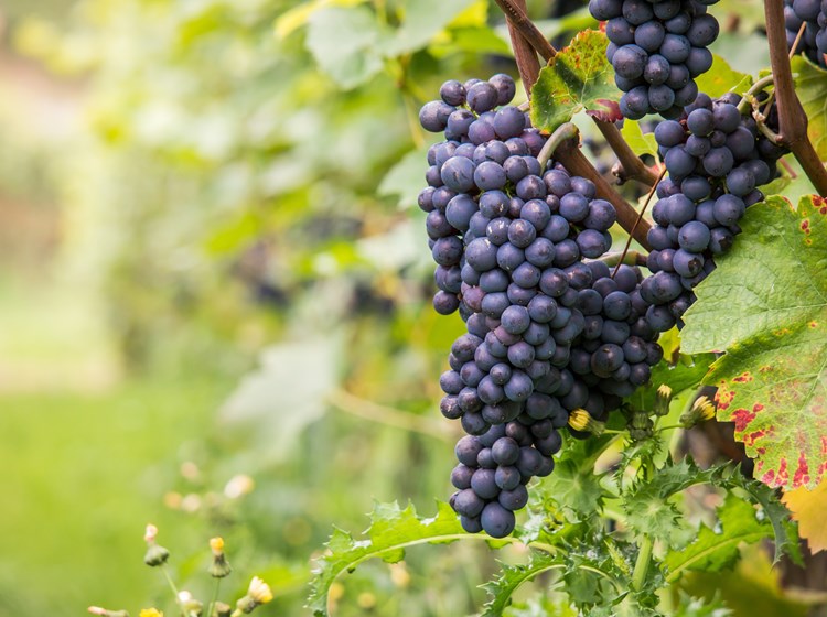 Bunch of black grapes