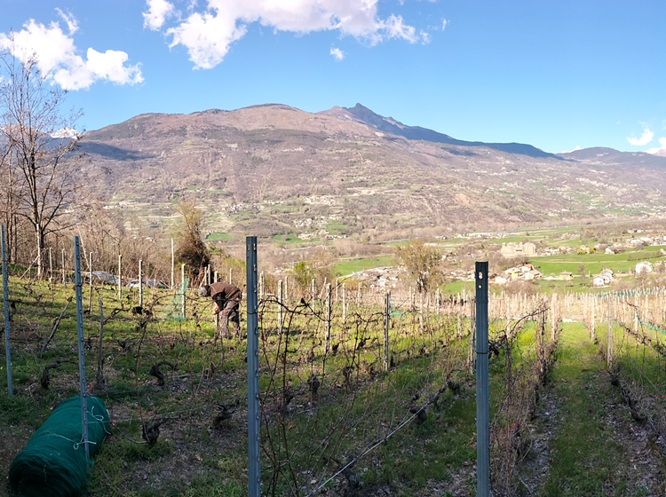 View over the vineyards