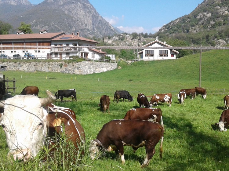 Le Rocher Fleuri  Agriturismo Donnas