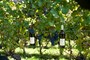 Pinot Noir bottles in the vineyard