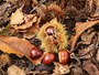 Chestnuts from the Aosta Valley