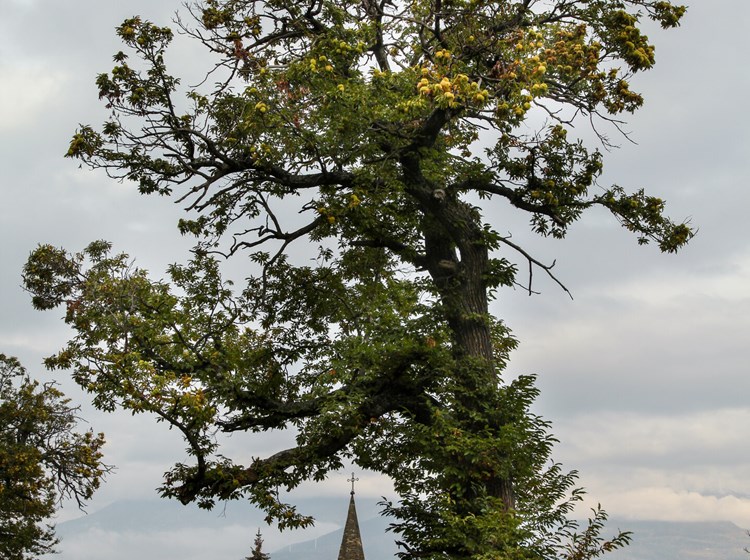 chiesa e castagno di Bellecombe