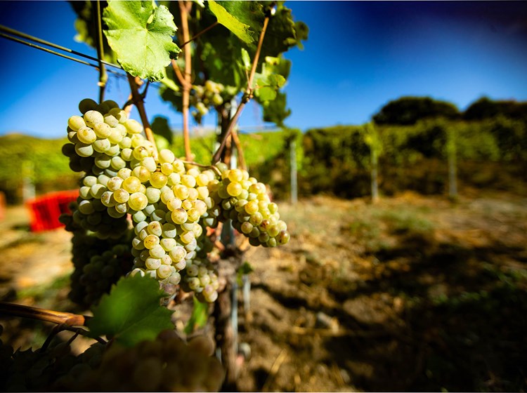Grappolo d'uva bianca