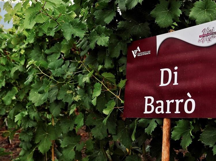 Événement "Vini in vigna"