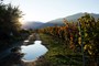 The vineyards at sunset