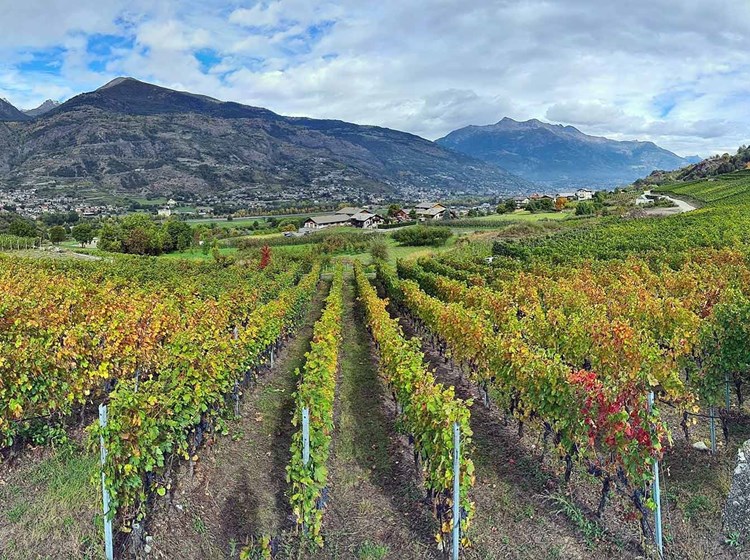 Vue sur les vignobles