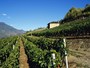 Vigneti di Gressan