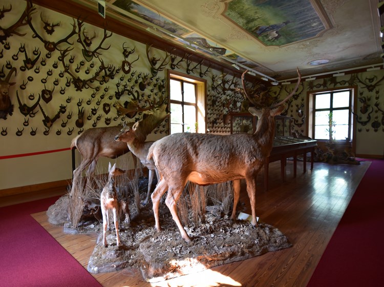 Alpenfaunamuseum Beck-Peccoz di Gressoney-Saint-Jean