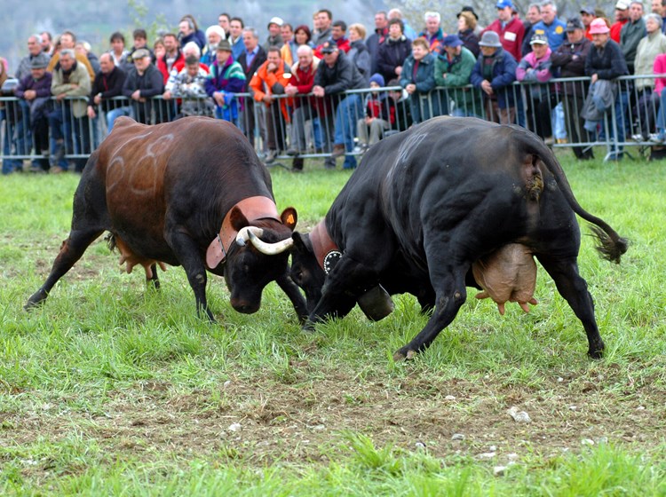 Batailles des Reines