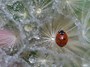 Coccinella