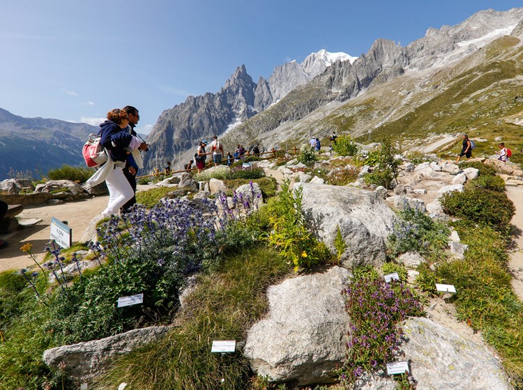 Saussurea Alpine Botanical Garden
