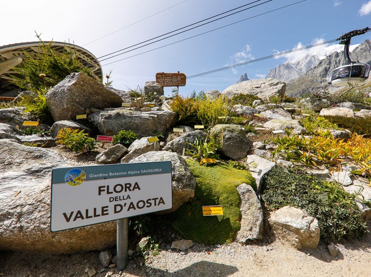 Saussurea Alpine Botanical Garden