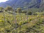 vigneti