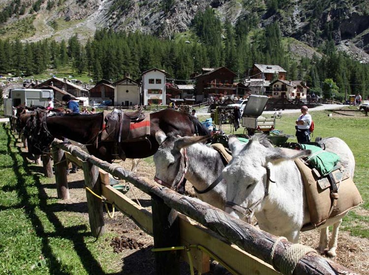 Maneggio nella Valnontey