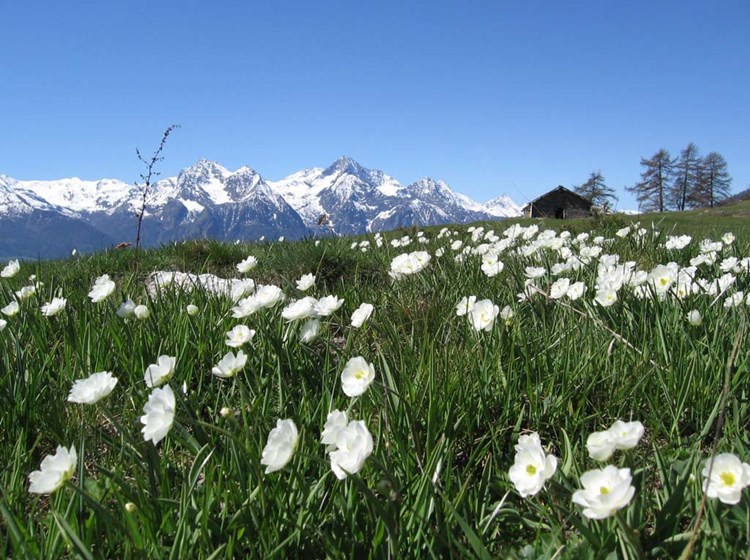 Ranuncoli a Lignan - Nus