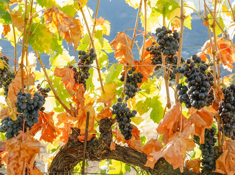 Grappoli d'uva in autunno