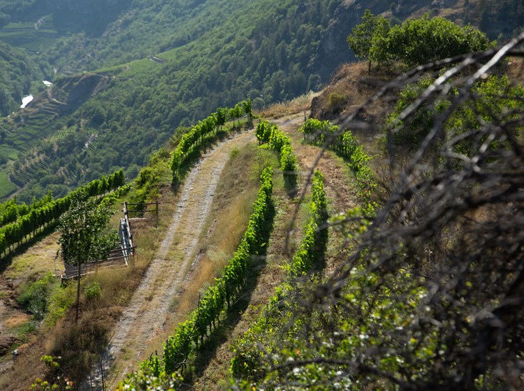 Le vigne